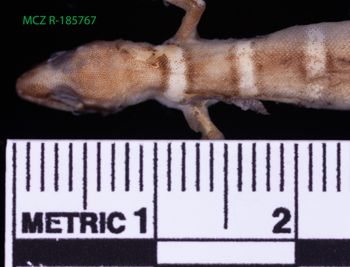Media type: image;   Herpetology R-185767 Description: Specimen photo;  Aspect: head dorsal